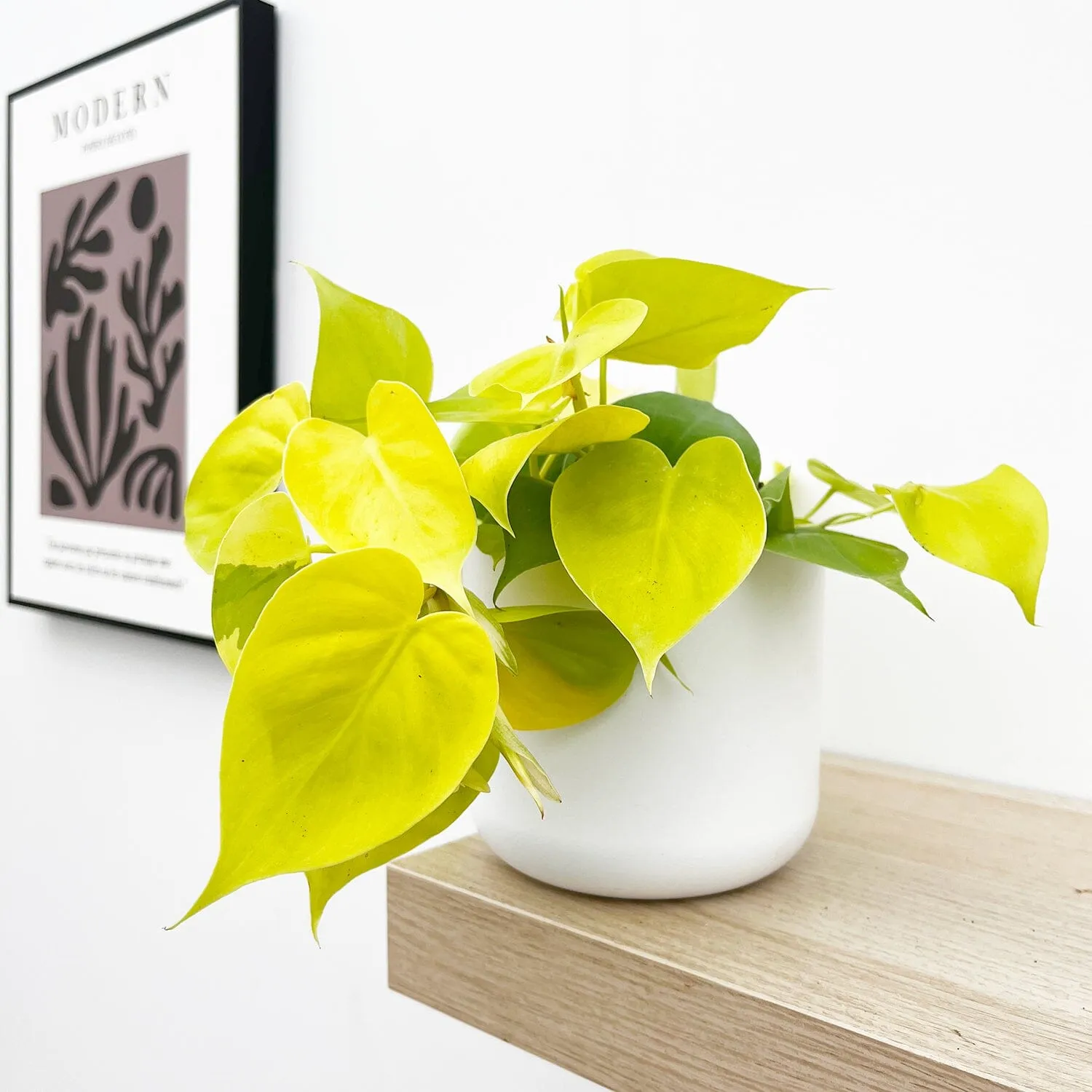 15 - 25cm Philodendron Lemon Micans Pothos 12cm Pot House Plant