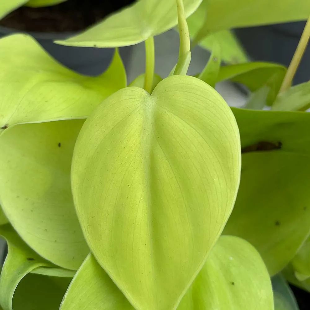 15 - 25cm Philodendron Lemon Micans Pothos 12cm Pot House Plant