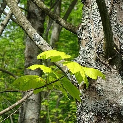 Acer pseudoplatanus Worley