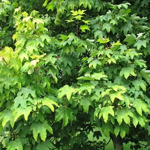 Acer pseudoplatanus Worley