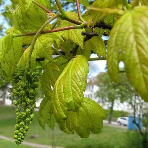 Acer pseudoplatanus Worley