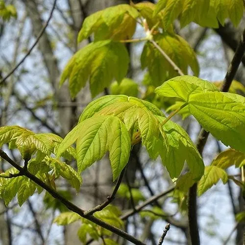 Acer pseudoplatanus Worley