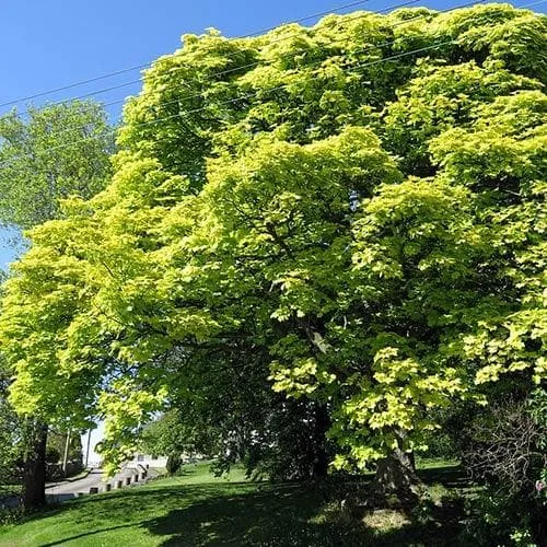 Acer pseudoplatanus Worley