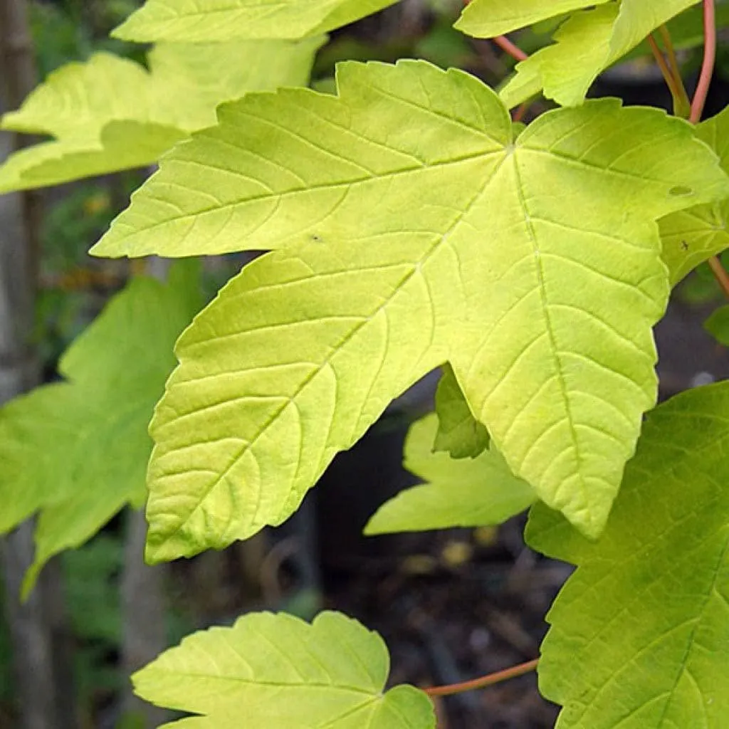 Acer pseudoplatanus Worley