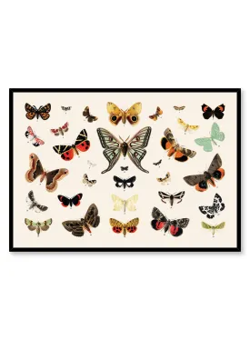 Butterflies In Flight, Poster