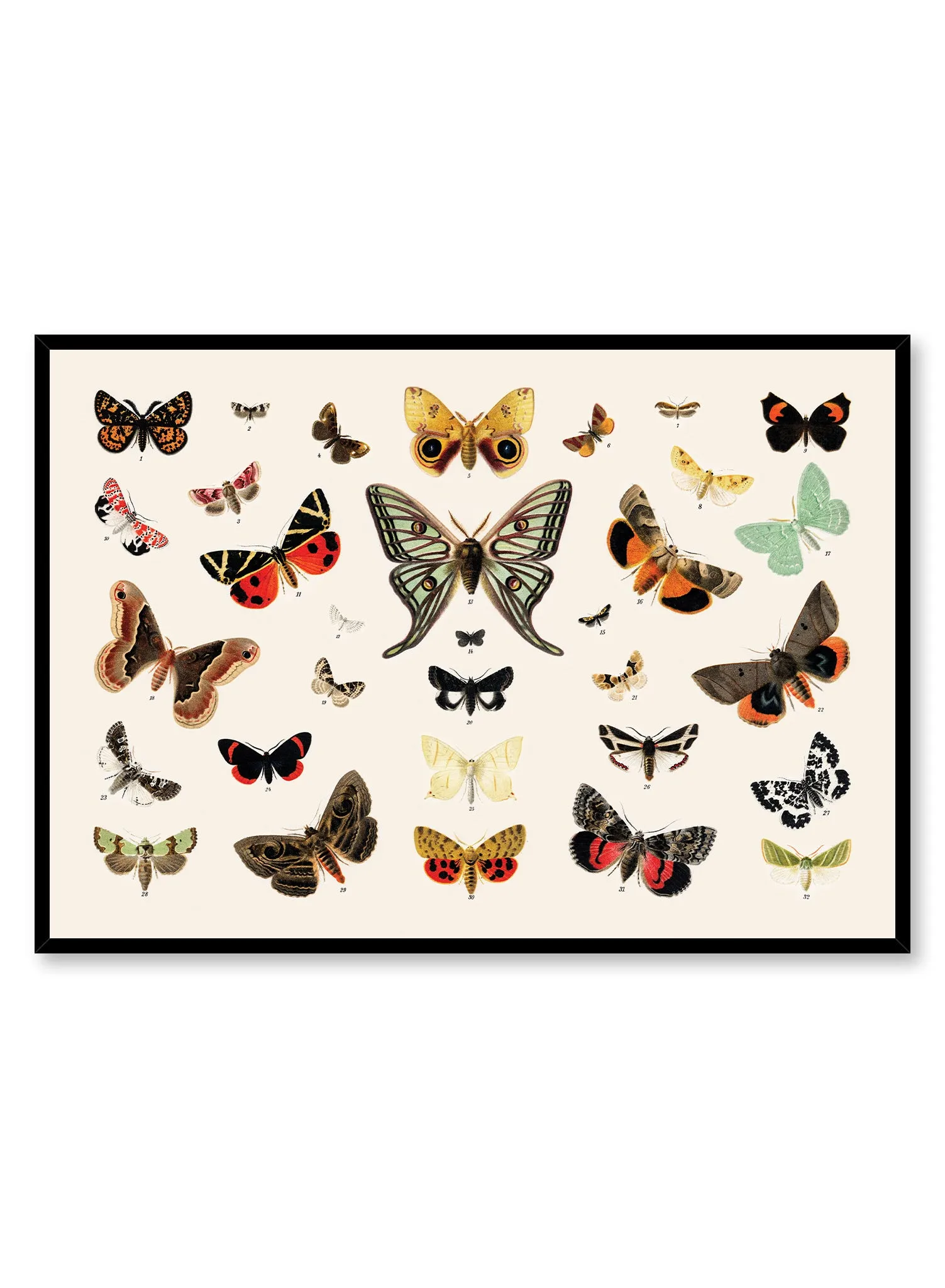 Butterflies In Flight, Poster