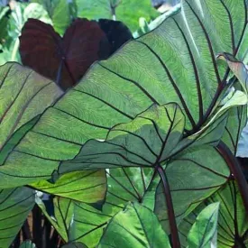 Colocasia Esculenta 'Blue Hawaii' Taro (Bare Root)