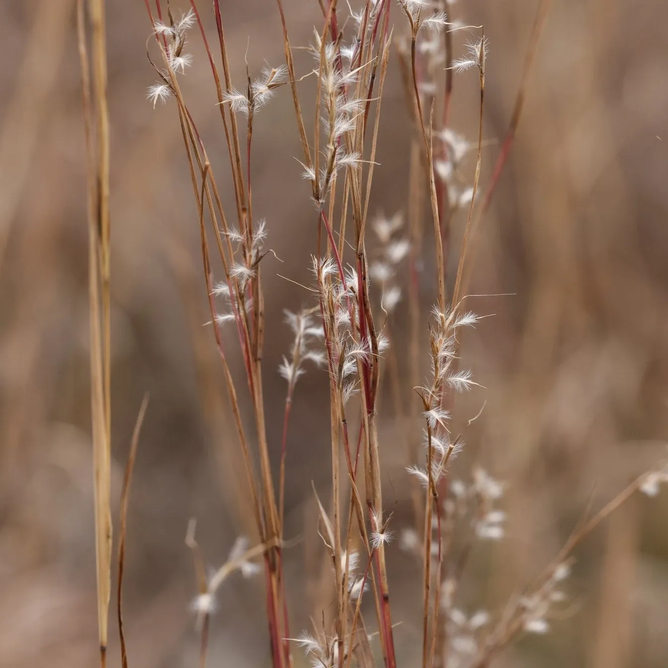 Little Bluestem - Schizachyrium scoparium 'Standing Ovation'