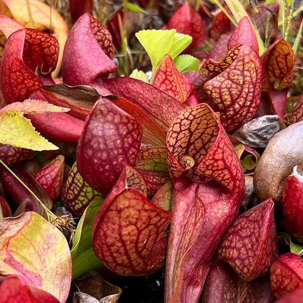 Sarracenia x courtii