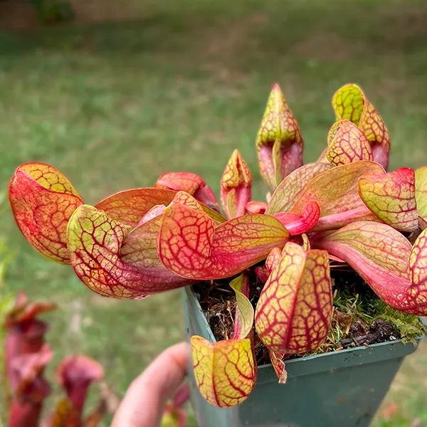 Sarracenia x courtii