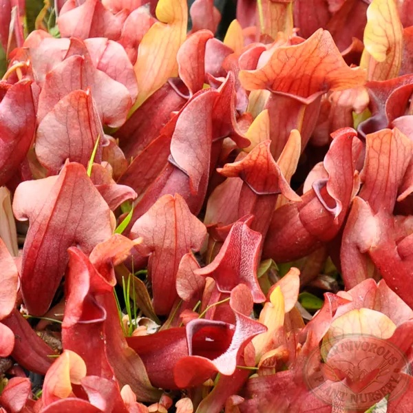 Sarracenia x Maroon